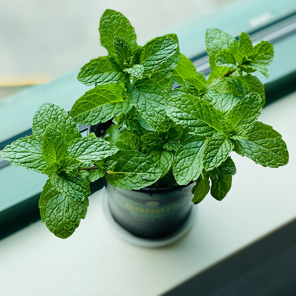Exploring the Health Benefits of Mint Tea