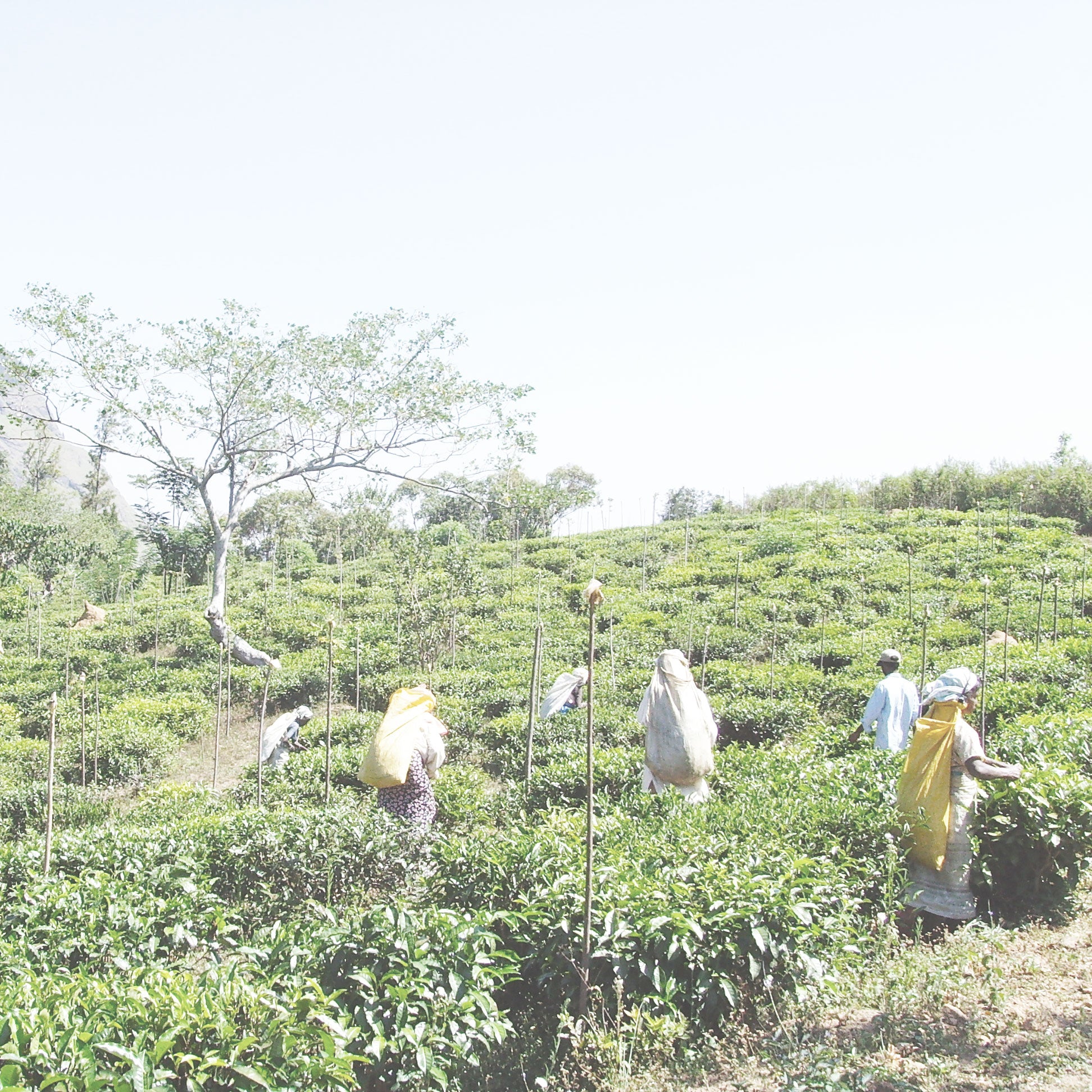 Sri Lanka's Ceylon Tea Trail