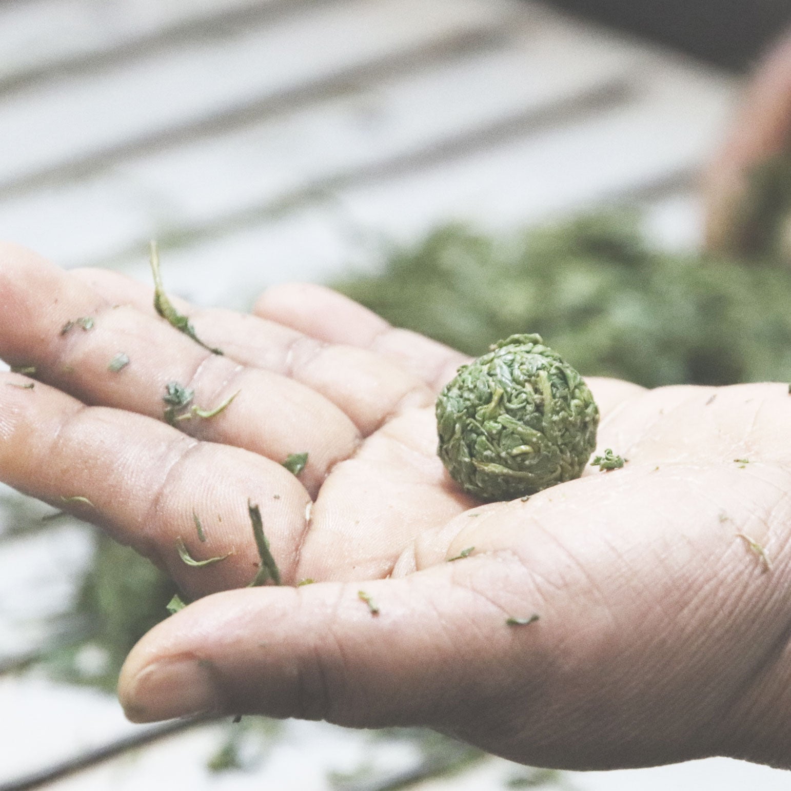 Picker's Pocket Black Tea Gems