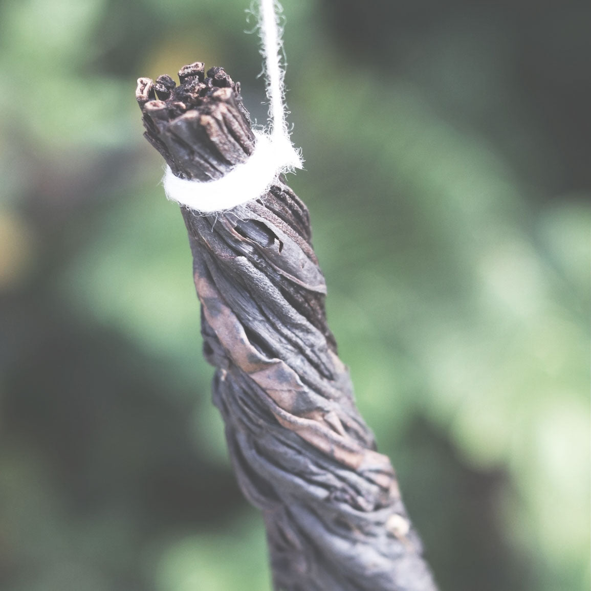 Picker's Pocket Natural Tea Rod