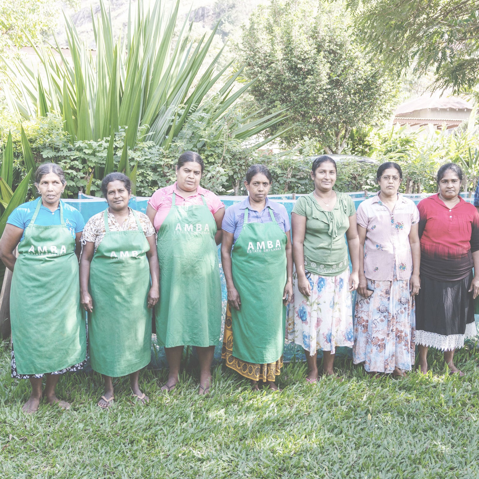 AMBA Estate Tea Story