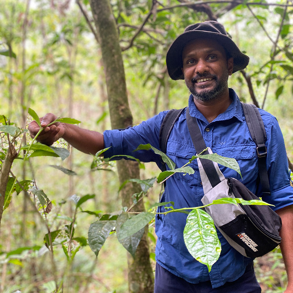 Wild Tea from Sri Lanka