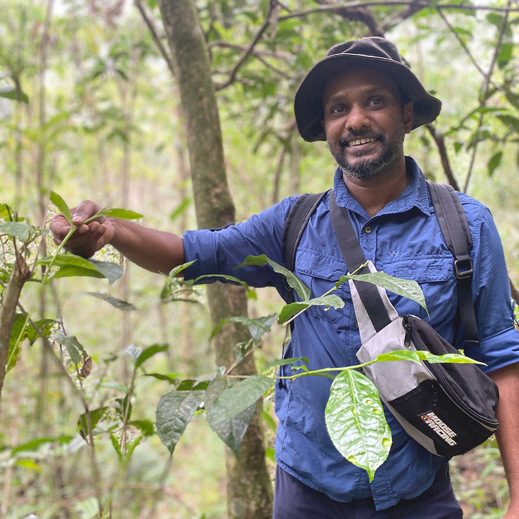 Camellia Sinensis - Where all Tea Begins
