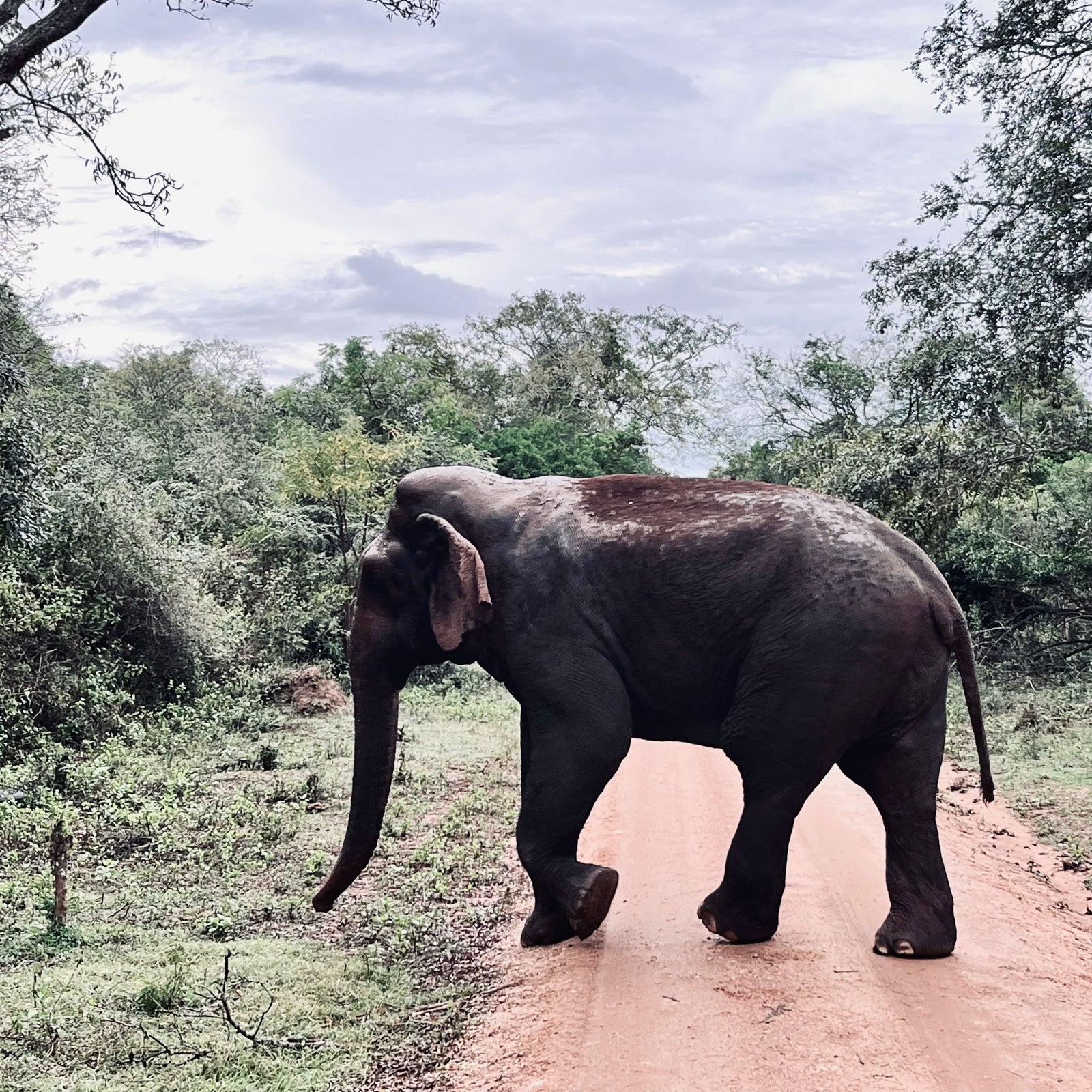 4x4 Safari in Kaudulla National Park