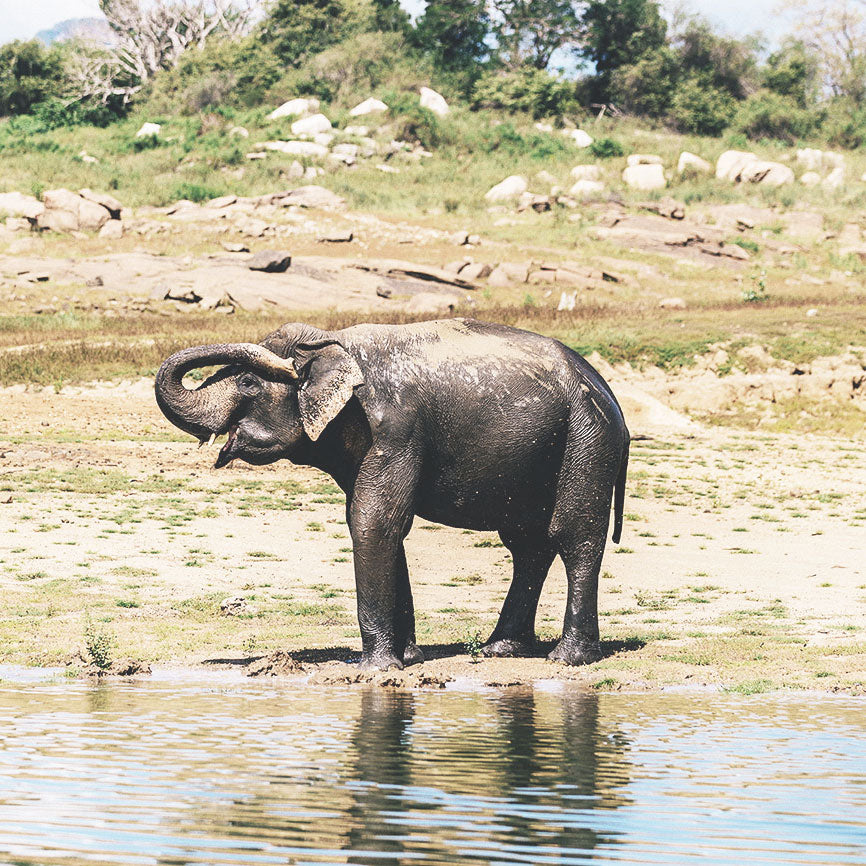 Unforgettable Experiences in Sri Lanka