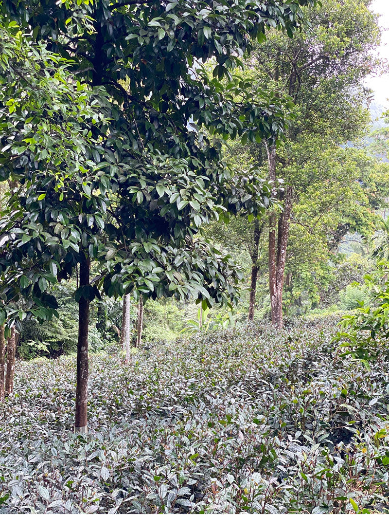 Harvesting wild Tea at Forest Hill