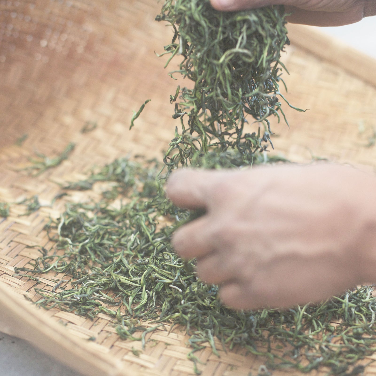 Freshly rolled green tea leaves