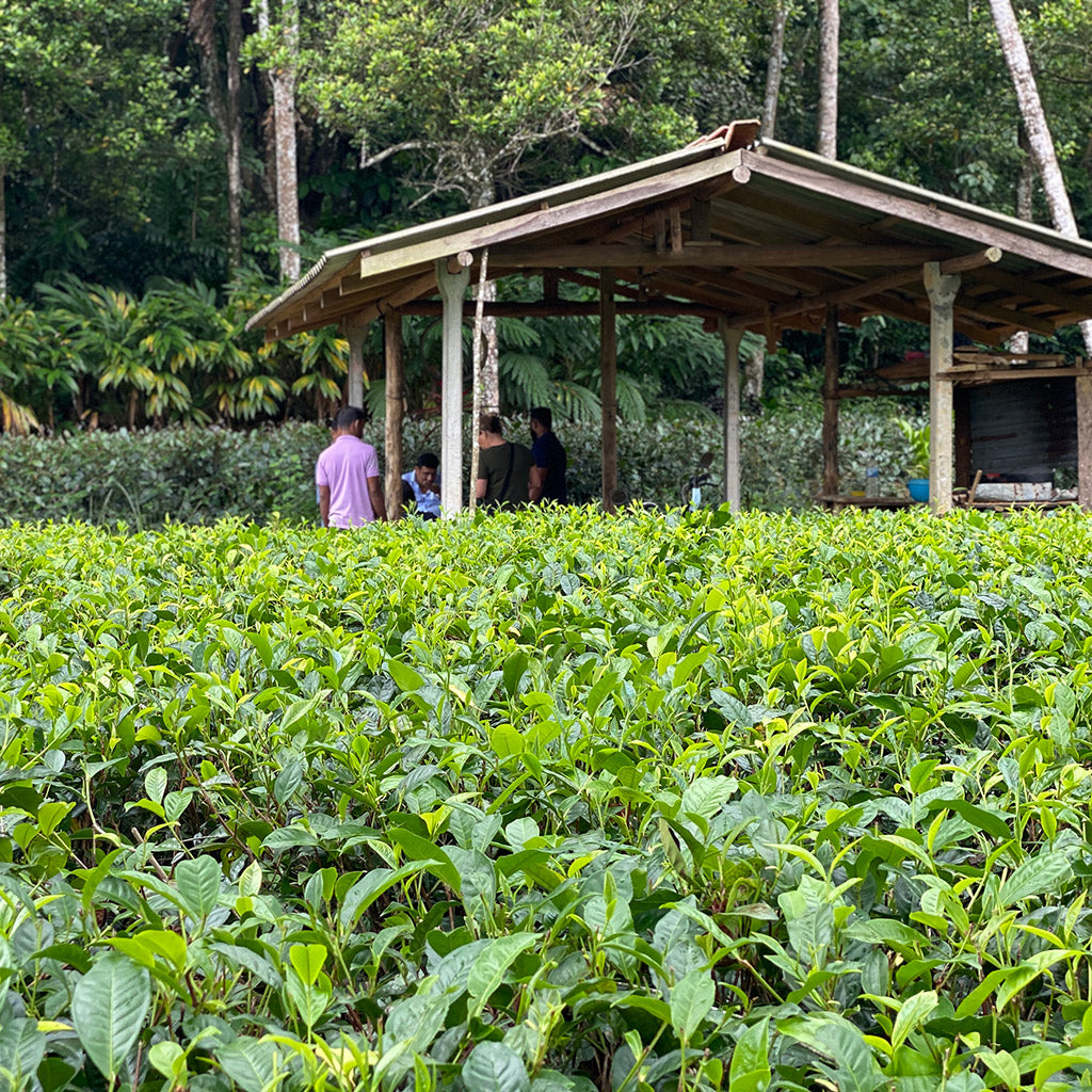 How much caffeine is in Green Tea?