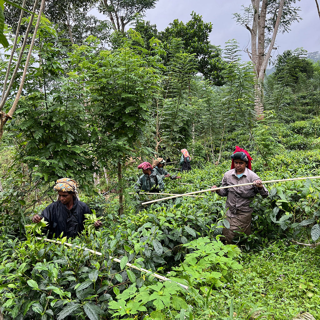 Green Tea: The Caffeinated Elixir