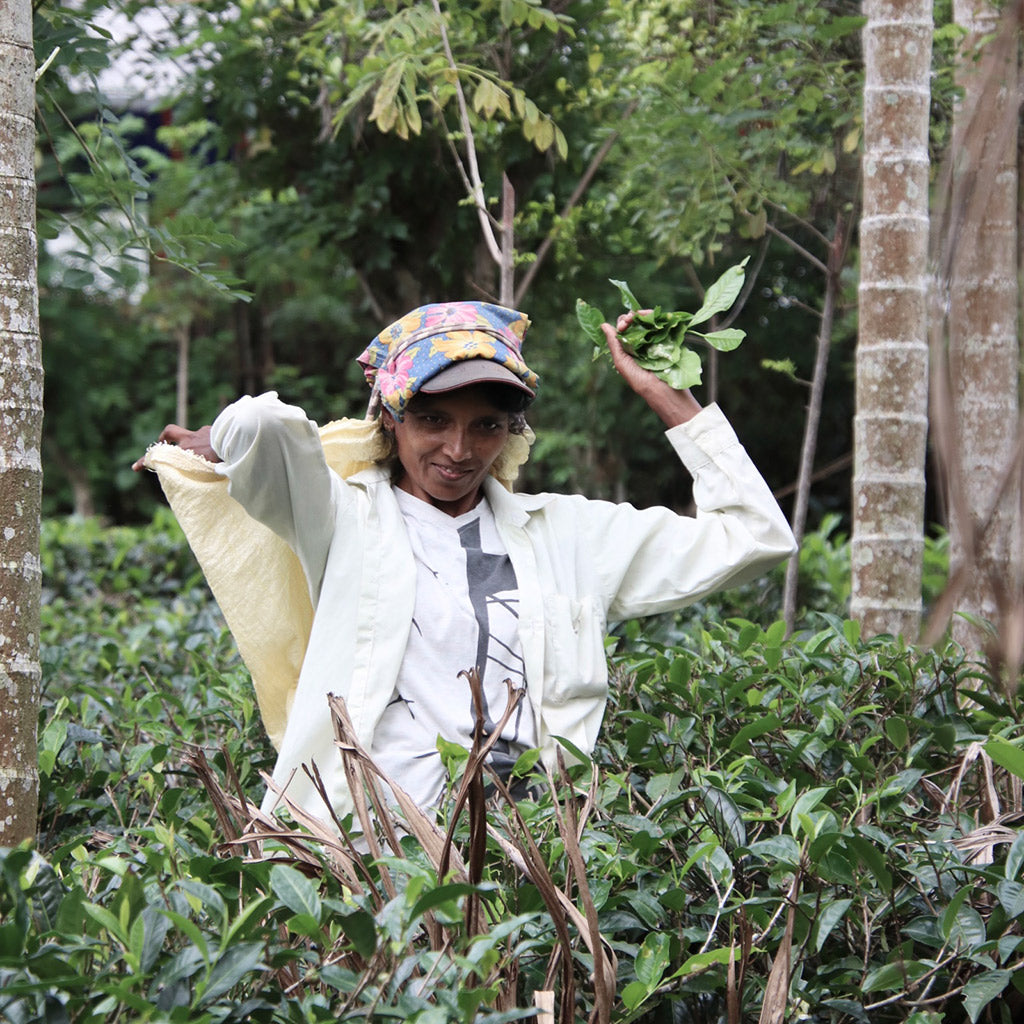 Does Green Tea have Caffeine?