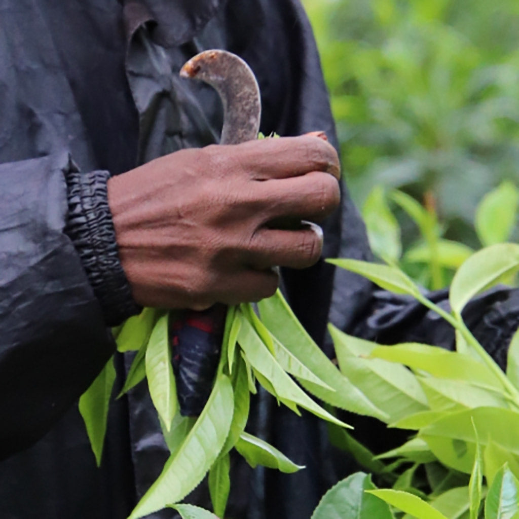 Hand Over Tea Title: The Art of Hand-Harvesting Tea: An Age-Old Tradition that Makes ...