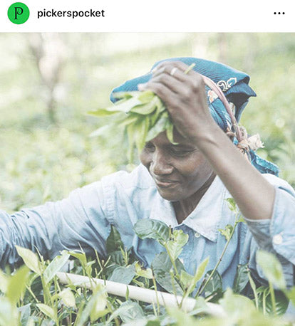 Pickers Pocket Instagram