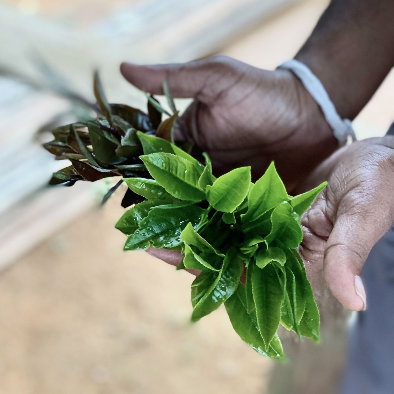 Travelling in Sri Lanka