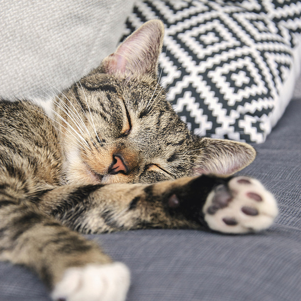 Chai Tea & Sleepiness