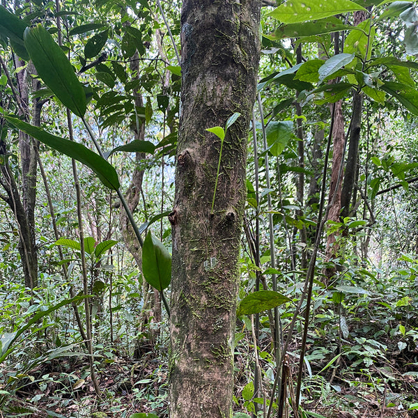 Tea Plant Basics Picker s Pocket tea-plant-basics-picker-s-pocket