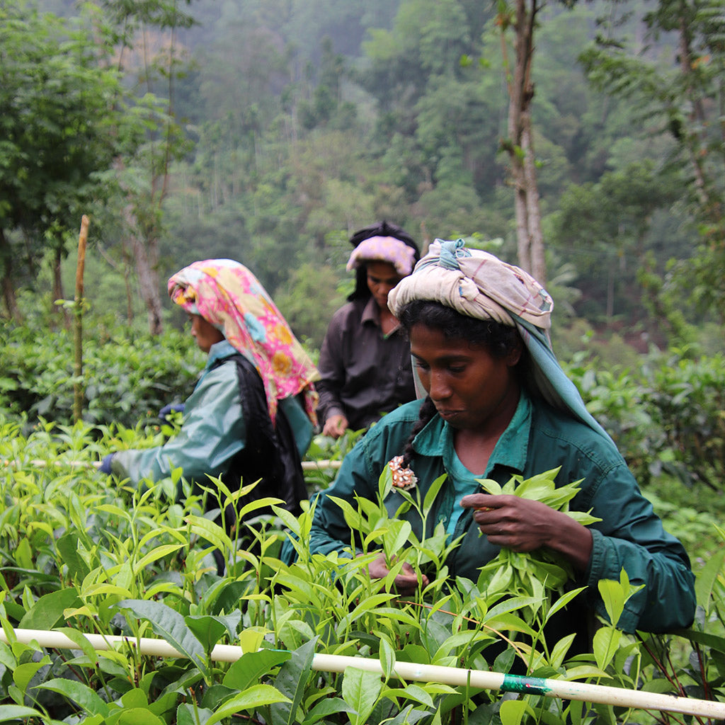 The Origins of Tea and the Unparalleled Excellence of Sri Lanka's Tea