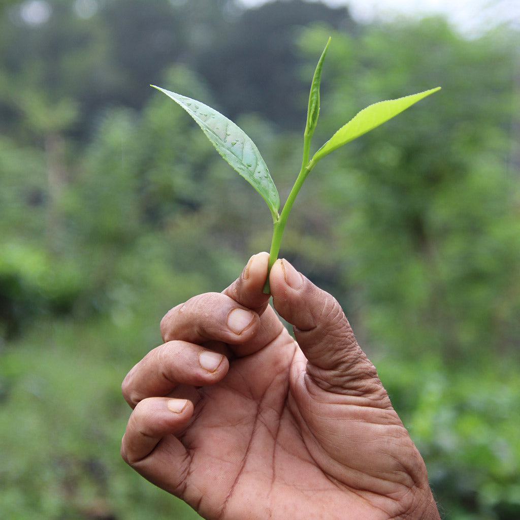 Teas Magical Journey