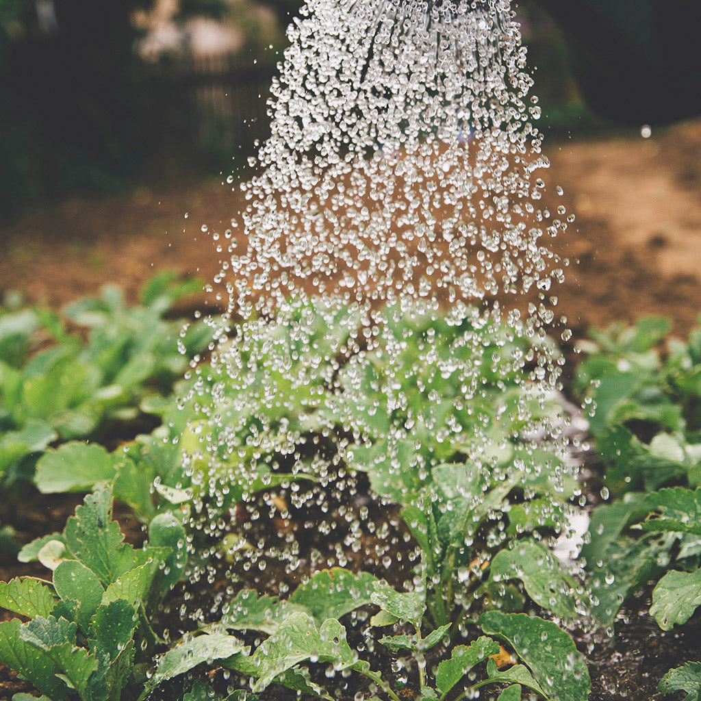 How Tea Leaves Perk Up Your Garden!